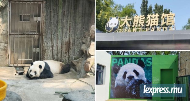 Chine : le panda géant au-delà du symbole