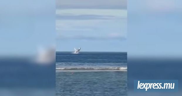 Une baleine offre un magnifique ballet au large