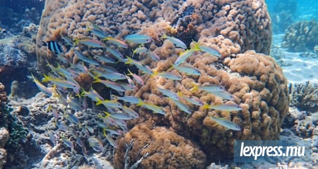 Un sanctuaire pour sauver les coraux rares