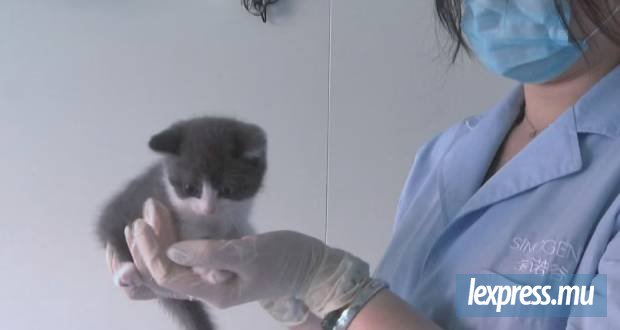 Santé animale : nouveau projet de loi en préparation