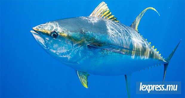 IOTC : Maurice décroche 500 tonnes supplémentaires de thon jaune