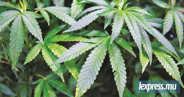 Saisie de cannabis présumé estimée à Rs 420 000