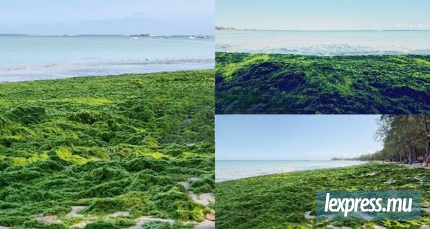Jusqu’à quatre tonnes de compost produites à partir d’algues à Belle-Mare