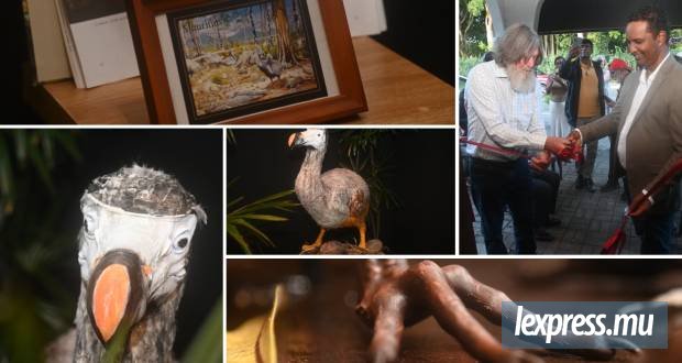 Le Dodo Museum : Fascination pour l’oiseau-emblème