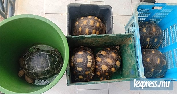 Six tortues estimées à Rs 320 000 retrouvés