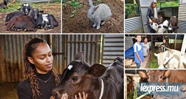 Les vaches, la ferme et Teiva