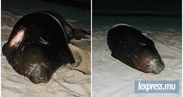 Un deuxième éléphant de mer aperçu en trois semaines