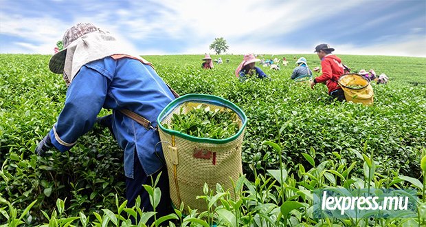 Agriculture l Sucre et thé : réhabiliter les terres des petits producteurs