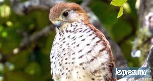 Maurice et le Durrell Wildlife Conservation Trust renforcent leur partenariat pour protéger les espèces menacées