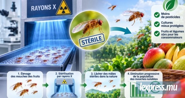 Stériliser les ravageurs aux rayons X
