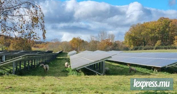 Agrovoltaïque : 52 projets soumis dans le cadre du deuxième appel à manifestation d’intérêt