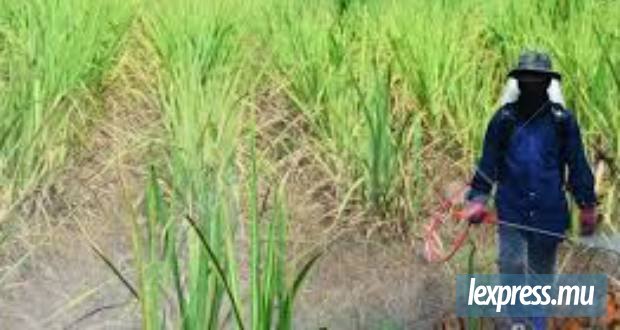 Saint-Antoine Planters Cooperative Trust : Rs 88 millions mobilisées pour soutenir les planteurs