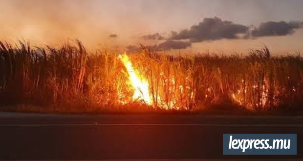 Filière sucrière : 17 450 tonnes de canne parties en fumée