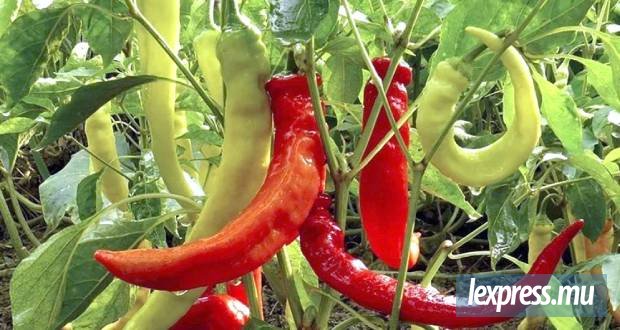 Pesticides : 20 échantillons de fruits et légumes contiennent des produits non recommandés