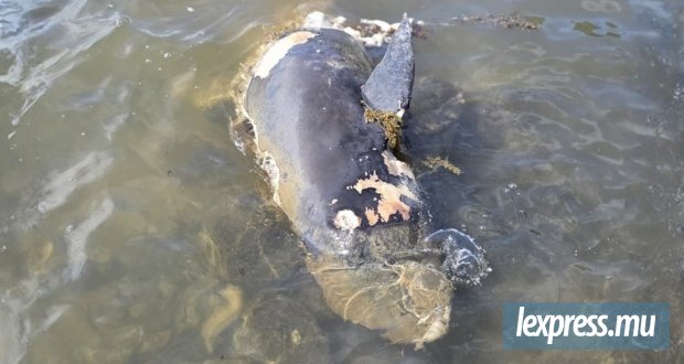 Un dauphin retrouvé mort, son espèce reste à identifier