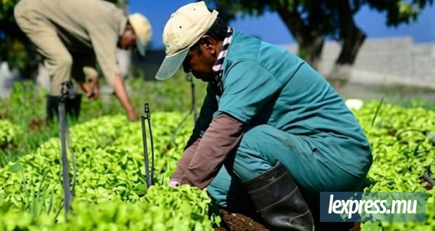 Jusqu’à 500 travailleurs indiens attendus