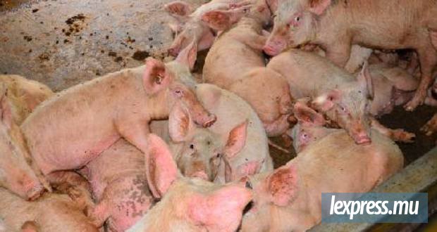 Élevage porcin à Le Bouchon : Préparation de la relocalisation des exploitants