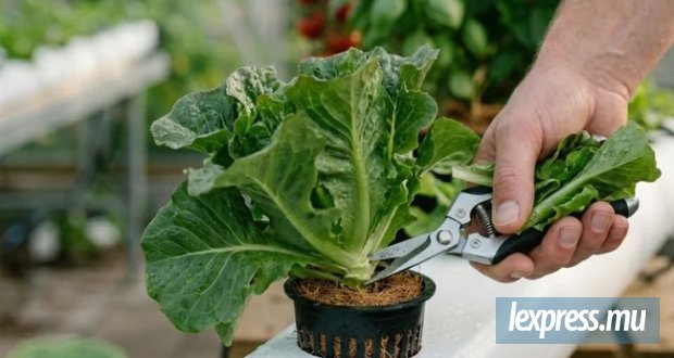 Pesticides : Ces résidus invisibles dans nos assiettes
