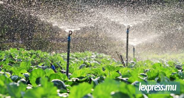 Les prochaines plantations en question