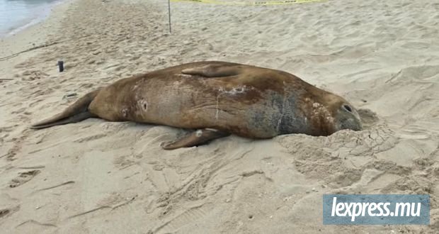 Jackie l’éléphant de mer refait surface au Morne