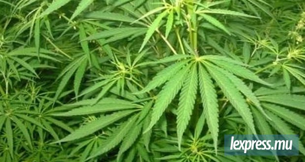 Une cargaison de presque 100 kg de zamal interceptée avant un départ présumé vers Maurice