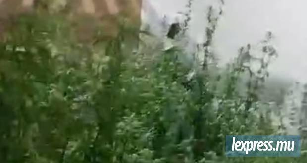 Une importante plantation de cannabis démantelée par l’ADSU