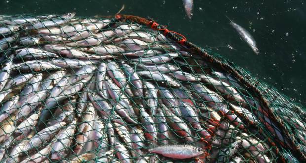 Un pas vers la reconstitution des stocks de poissons