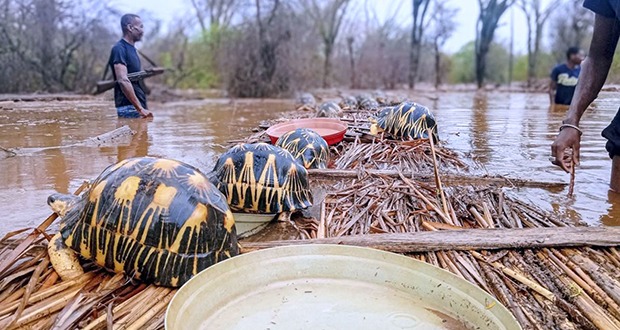 Des milliers de tortues en voie de disparition sauvées