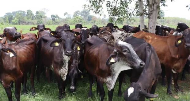 L’importation bovine d’Afrique du Sud suspendue