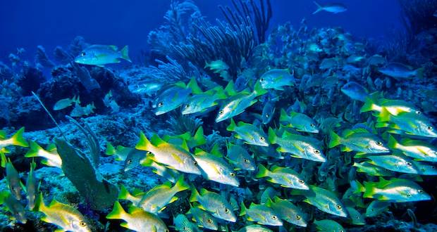 Le syndicat tire la sonnette d’alarme pour une exploitation durable des bancs de poissons