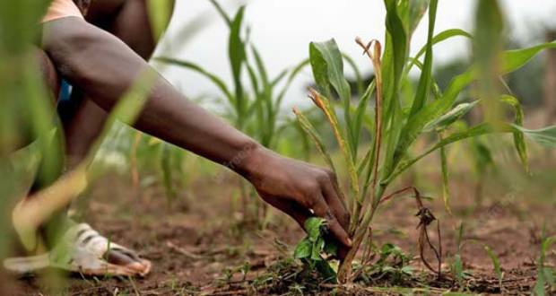 Food Security: Transition to Agroecology in the Indian Ocean