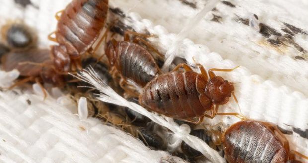 Invasion de punaises de lit : Une désinsectisation totale exigée
