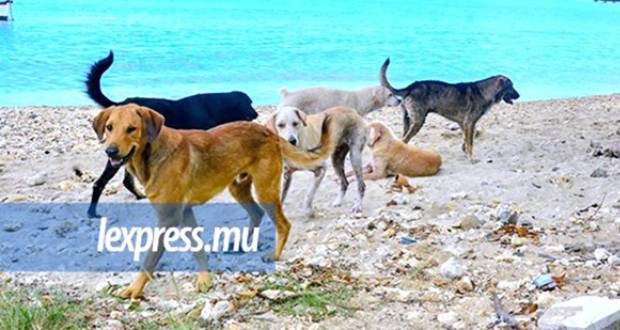 Maltraitance animale : ANSAM réclame des mesures urgentes