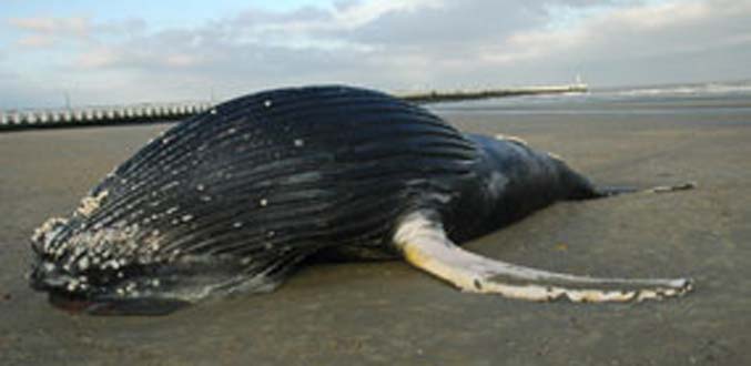 Une baleine échouée à Tuléar est dépecée et sa chair vendu au marché