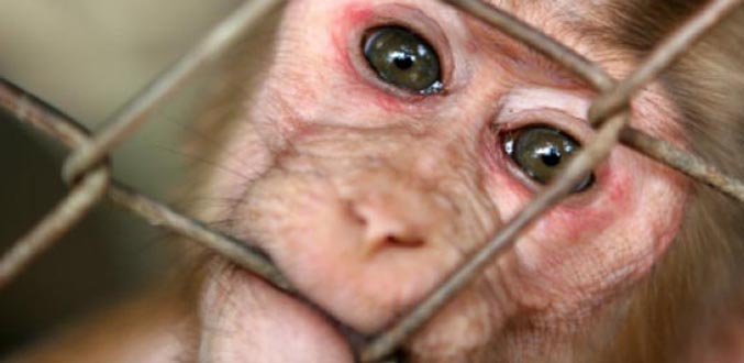 Les stars d’Hollywood à la rescousse des macaques mauriciens exportés à Porto Rico