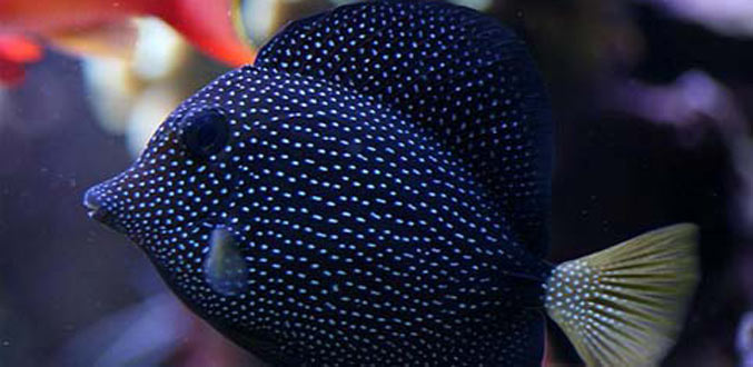 Elevage de poissons d’aquarium: les écologistes tirent la sonnette d’alarme