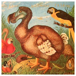 Le Dodo vedette du 150e anniversaire du Musée de l’Université d’Oxford