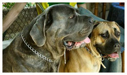 La Réunion : Un homme de 70 ans attaqué par deux chiens de race