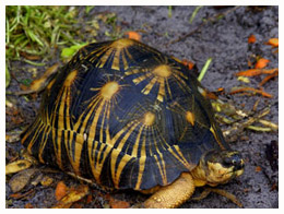 Madagascar : Trois cents tortues malgaches saisies à l’aéroport de Kuala Lampur