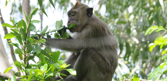 Commerce de singes : Un business florissant qui rapporte environ Rs 900 millions par an
