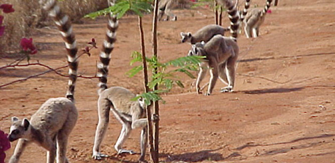 Tourisme : Madagascar effectue son retour sur le marché international