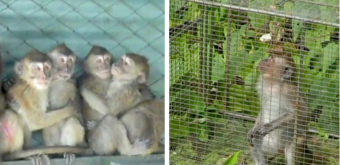 Défense des animaux: Campagne et pétition contre Maurice, exportatrice de macaques