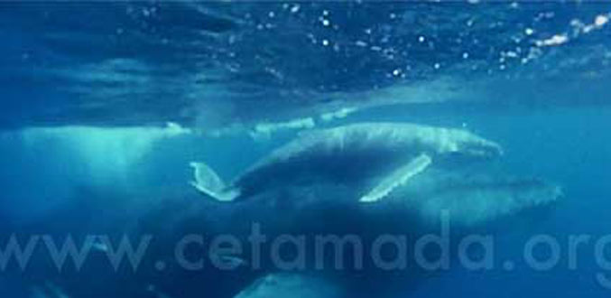 Madagascar : Naissance d’un baleineau à Sainte-Marie