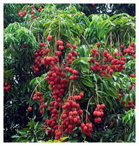 Madagascar : risque de diminution de la production de litchis cette année