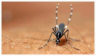 Réunion : Deux nouveaux cas de chikungunya à Saint-Denis