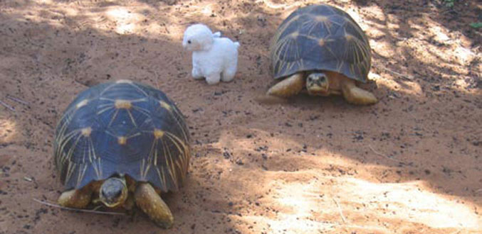 Tortues de Madagascar : 30 000 dollars l’unité  sur le marché noir