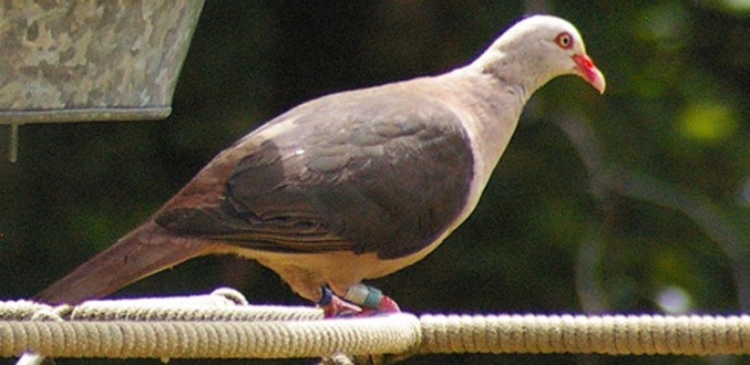 Un Pink Pigeon, oiseau endémique de Maurice, a pris naissance aux Etats-Unis