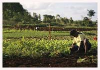 Les Etats-Unis et le Mozambique s''engagent à promouvoir la coopération agricole