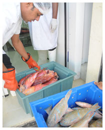 La hausse des exportations de poissons occasionne une réduction du déficit commercial