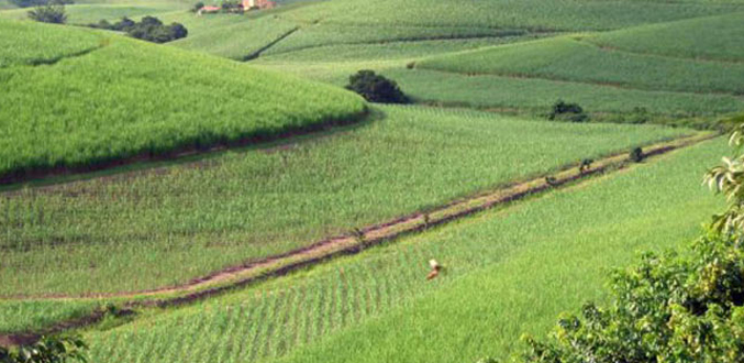 Mozambique : le FIDA alloue 40 millions de dollars au développement agricole